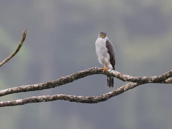 <h3><a href="/trips/costa-rica/biota/animalia/chordata/aves/017 accipitriformes/004 accipitridae/accipiter bicolor/accipiter bicolor-nl.html">Accipiter&nbsp;bicolor</a> / Bicolored&nbsp;hawk / Roodbroeksperwer</h3>OM-1 Mark II met OLYMPUS M.150-400mm F4.5 TC, 1/2000 sec  bij F5.6, ISO 2000, afstand 76.2&nbsp;m